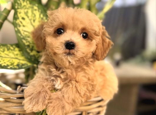 Apri̇cot Renk Malti̇poo Yavrular görsel