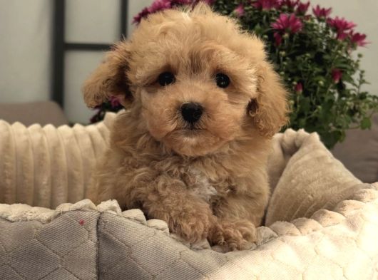 Gülen Yüz Malti̇poo Bebekler
