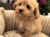 Gülen Yüz Malti̇poo Bebekler