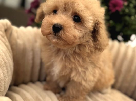 Gülen Yüz Malti̇poo Bebekler görsel