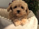 Gülen Yüz Malti̇poo Bebekler