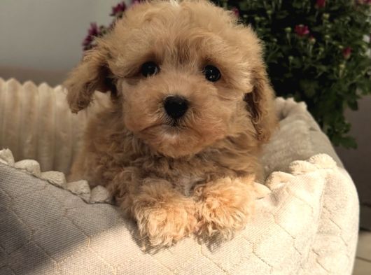 Gülen Yüz Malti̇poo Bebekler görsel
