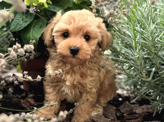 Malti̇poo Yavrumuz Li̇nda