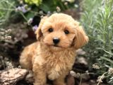 Malti̇poo Yavrumuz Li̇nda