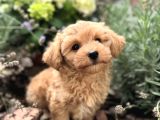 Malti̇poo Yavrumuz Li̇nda