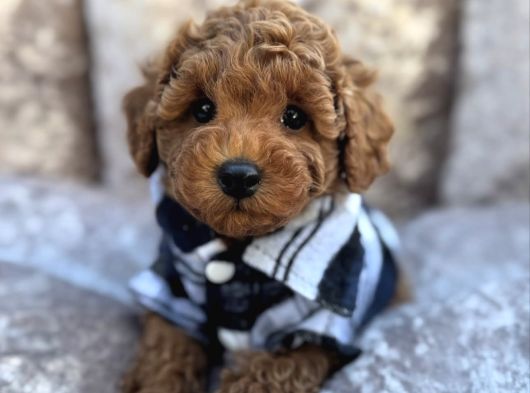 Güzeller Güzeli̇ Toy Poodle Yavrulari görsel