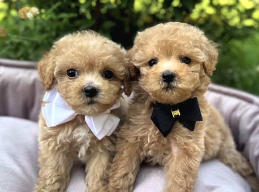 Malti̇poo Kardeşler