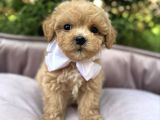 Malti̇poo Kardeşler