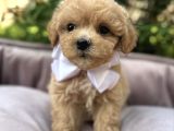 Malti̇poo Kardeşler