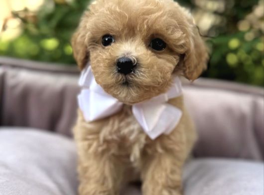 Malti̇poo Kardeşler görsel