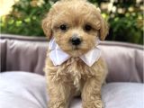 Malti̇poo Kardeşler