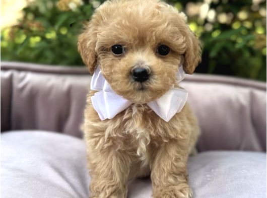 Malti̇poo Kardeşler görsel