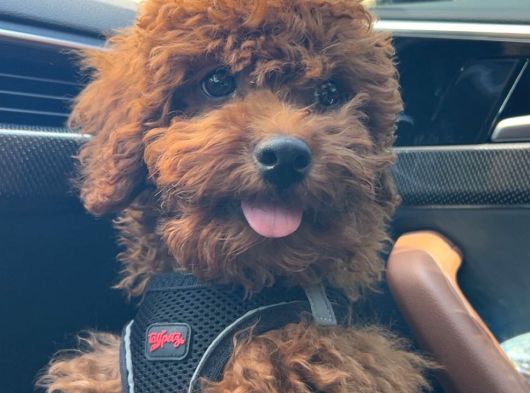 Toypoodle Yuva Arıyor görsel