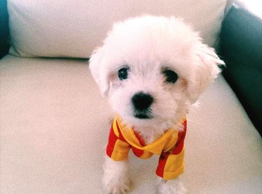 En Güzel Mini Boy A Kalite Kore Kan  Maltes Terrier Yavrular