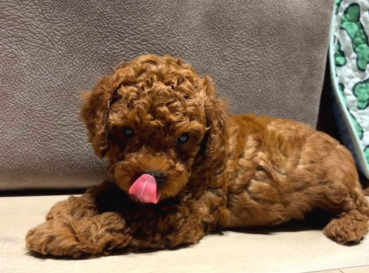 Anne Yanından Orjinal Brown Toy Poodle Yavru görsel