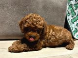 Anne yanından orjinal brown Toy poodle yavru