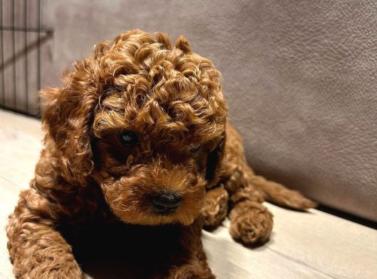 Anne Yanından Orjinal Brown Toy Poodle Yavru görsel