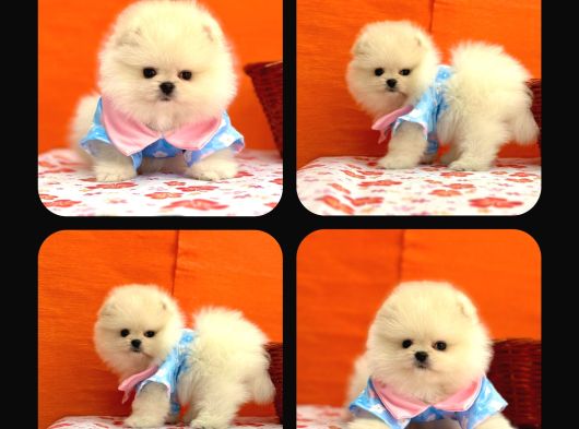 Pomeri̇an Boo