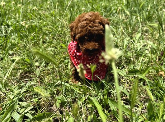 Mi̇nnoş En Sevilen Renkte Toy Poodle görsel