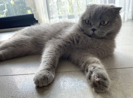 Müjgan Hanım Yeni Ailesini Arıyor görsel