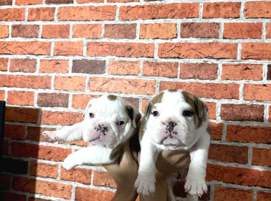 A Kalite  Ingiliz Buldog