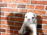 A Kalite  Ingiliz Buldog
