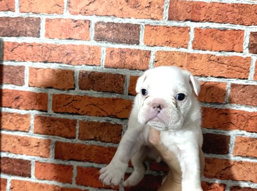 A Kalite  Ingiliz Buldog görsel