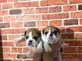 A Kalite  Ingiliz Buldog