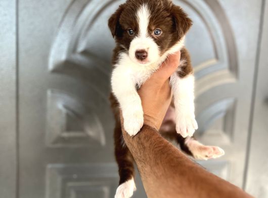 Bordercollie Kızıl Bebekşer