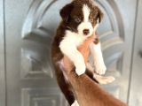 Bordercollie Kızıl Bebekşer