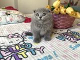 Sağlıklı Safkan Cins Yavrularım