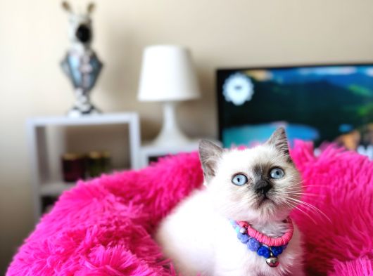 Safkan British Shorthair Bluepoint Dişi Ve Erkek görsel