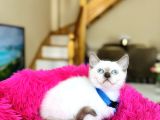 Safkan British Shorthair Bluepoint Dişi Ve Erkek