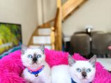 Safkan British Shorthair Bluepoint Dişi Ve Erkek