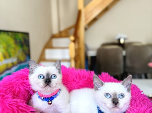 Safkan British Shorthair Bluepoint Dişi Ve Erkek görsel