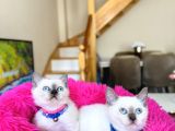 Safkan British Shorthair Bluepoint Dişi Ve Erkek