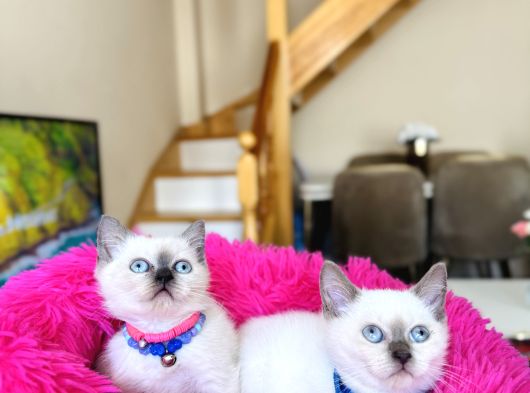 Safkan British Shorthair Bluepoint Dişi Ve Erkek görsel