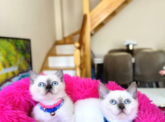 Safkan British Shorthair Bluepoint Dişi Ve Erkek
