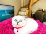 Scottish Fold Silver Point Yavrular