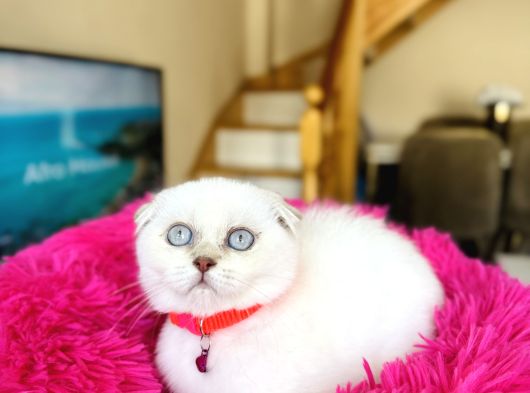 Scottish Fold Silver Point Yavrular görsel