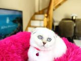 Scottish Fold Silver Point Yavrular