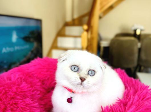 Scottish Fold Silver Point Yavrular görsel