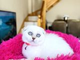 Scottish Fold Silver Point yavrular