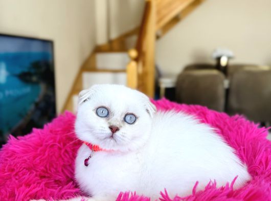 Scottish Fold Silver Point Yavrular