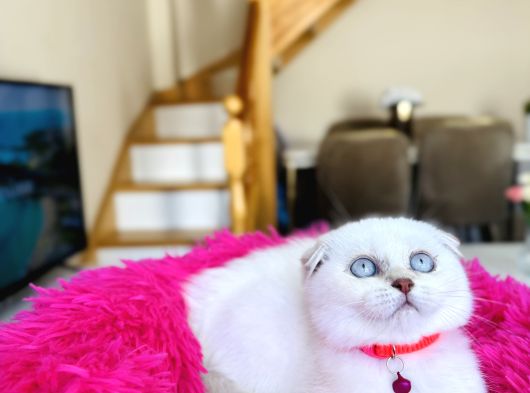 Scottish Fold Silver Point Yavrular görsel