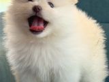 Pomeranian Boo Sevimli Yavr