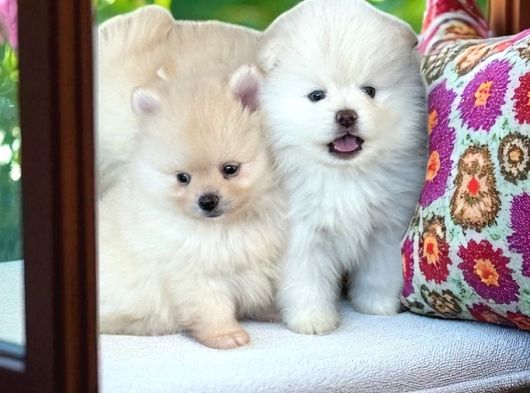 Pomeranian Boo Sevimli Yavr görsel