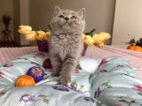 Sağlıklı safkan ev ortamından