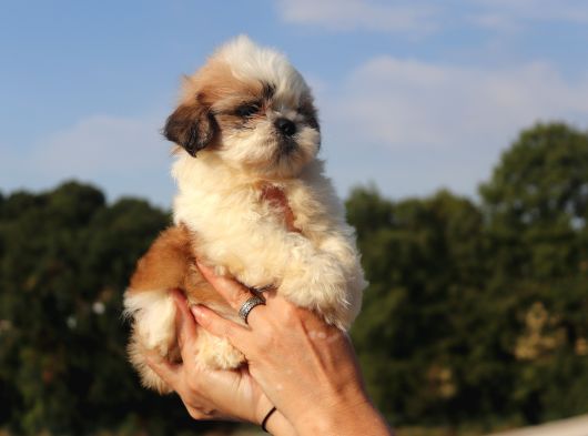 Shih Tzu Dişi Ve Erkek Yavru Teacup Cüce Sağlıklı Shihtzu görsel
