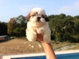 Shih Tzu Dişi Ve Erkek Yavru Teacup Cüce Sağlıklı Shihtzu